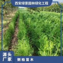 侧柏苗木 源头基地 多规格可选 成活高 带土球发货